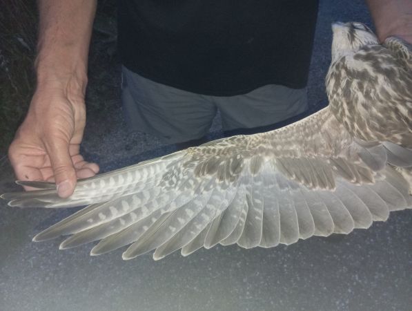 Faucon lanier  - Luka Bollet-Dugoul