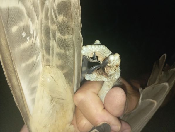 Faucon lanier  - Luka Bollet-Dugoul