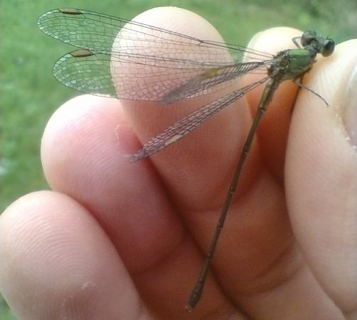 pałątka zielona  - Mariusz Zub