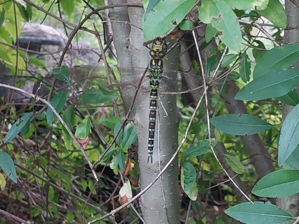 żagnica sina  - Rafał Walczybok