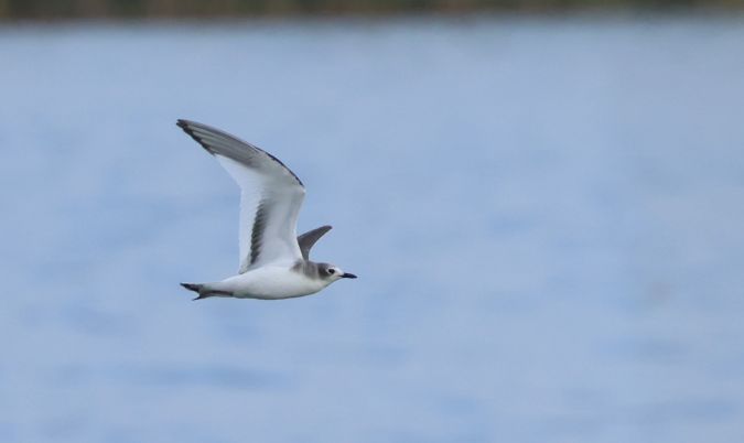 mewa obrożna  - Maciej Sobieraj