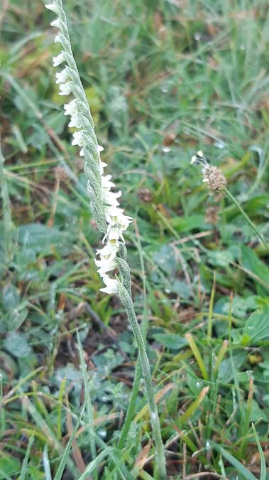 Spiranthes autumnalis  - Didier Bogey