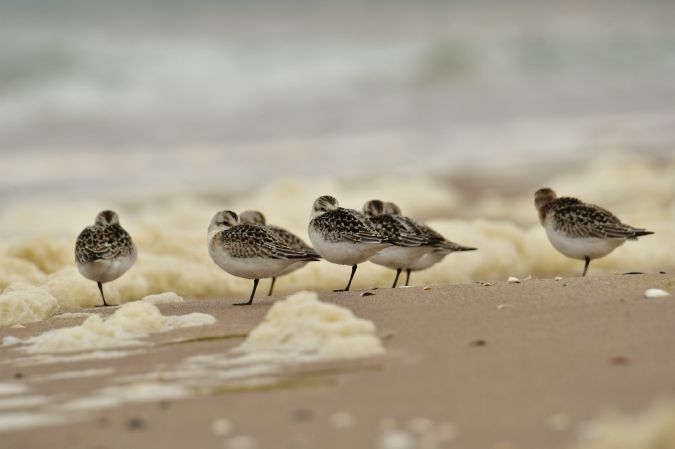 Sanderling  - Milena Padysz