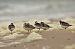Sanderling  - Milena Padysz