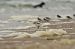Sanderling  - Milena Padysz