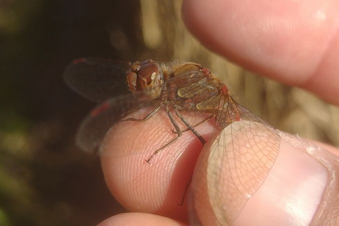 szablak późny  - Mariusz Zub