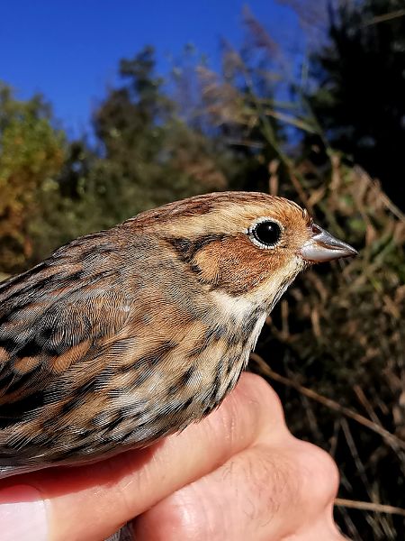 Little Bunting  - Andrea Galimberti