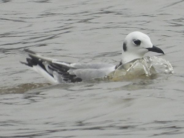 Mouette tridactyle  - Adam Olszewski