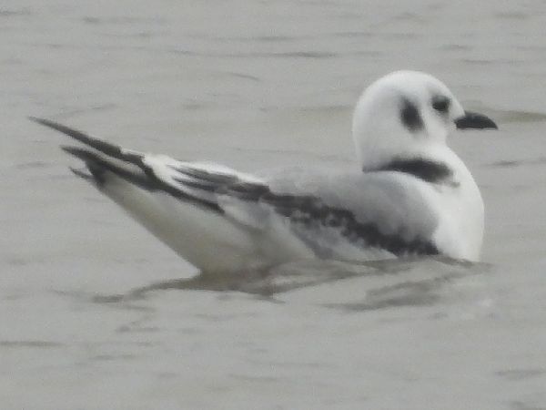 Mouette tridactyle  - Adam Olszewski