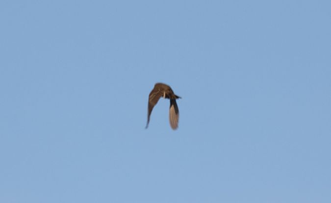 Pipit de Richard 