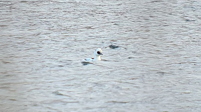 Zwergsäger  - Daniel J. Tindall