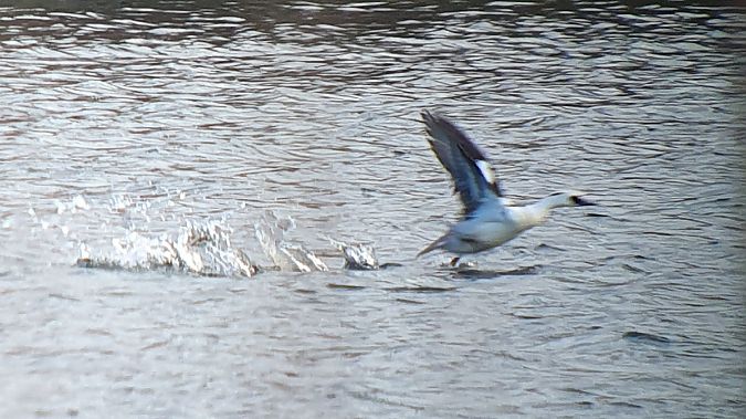 Zwergsäger  - Daniel J. Tindall