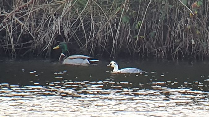 Zwergsäger  - Daniel J. Tindall