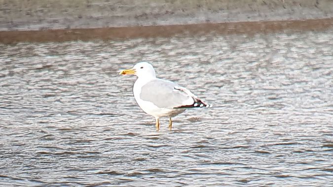 Steppenmöwe  - Daniel J. Tindall