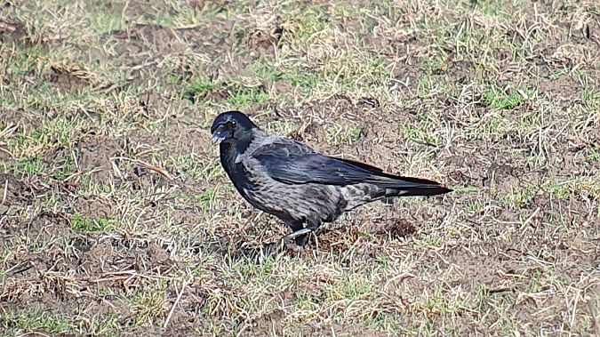 Raben-_x_Nebelkrähe  - Daniel J. Tindall