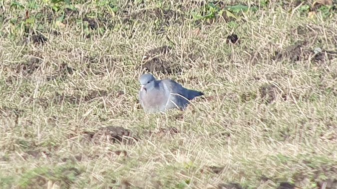 Hohltaube  - Daniel J. Tindall