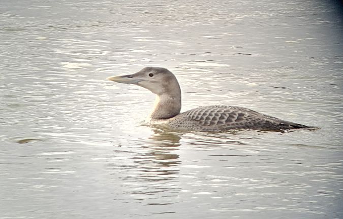 Yellow-billed Loon  - Krzysztof Kajzer