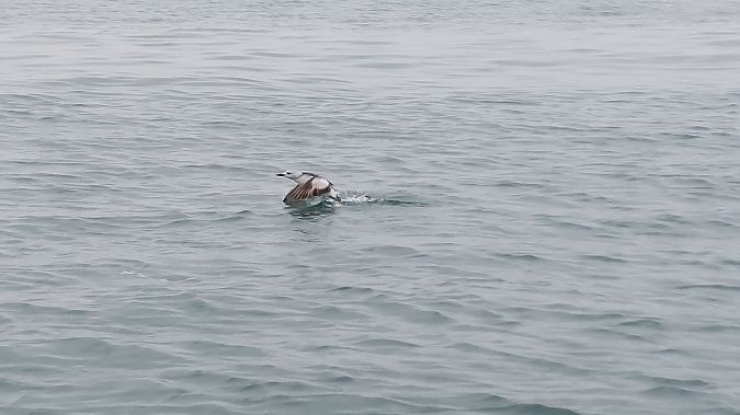 Guillemot à miroir  - Jean-Marc Joly (GONm)