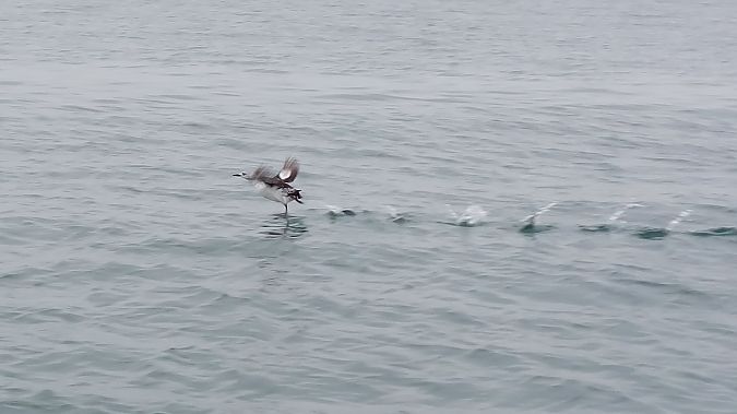 Guillemot à miroir  - Jean-Marc Joly (GONm)