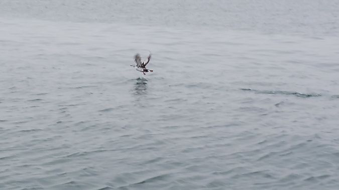 Guillemot à miroir  - Jean-Marc Joly (GONm)