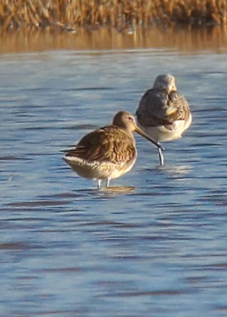 Tetolet becllarg  - Florent Bastianelli