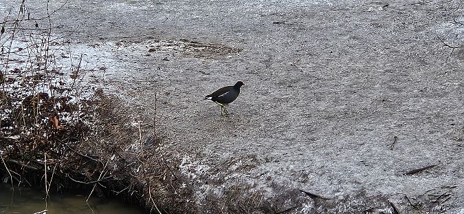 Gallinule poule-d'eau  - Anna Kamilewicz-Wicik