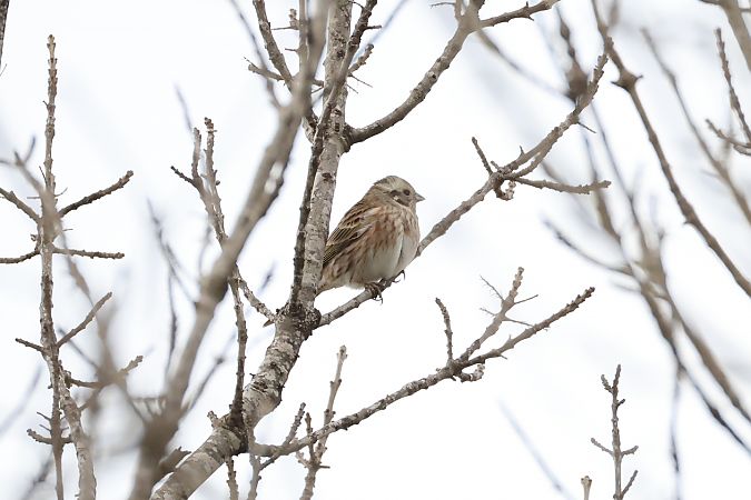 Hybride Bruant jaune x à calotte blanche  - Lionel Manceau