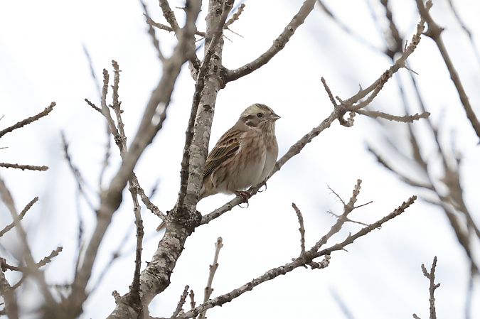 Hybride Bruant jaune x à calotte blanche  - Lionel Manceau