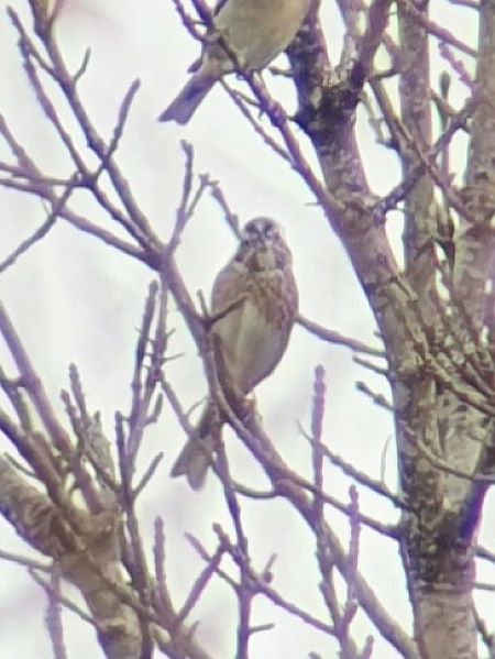 Hybride Bruant jaune x à calotte blanche  - Lionel Manceau