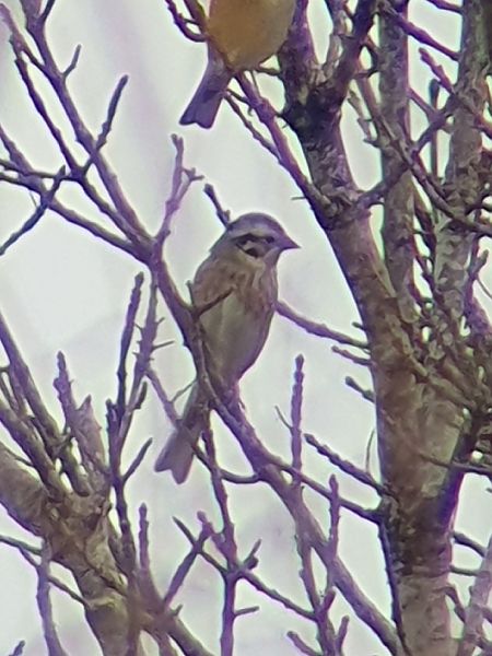 Hybride Bruant jaune x à calotte blanche  - Lionel Manceau
