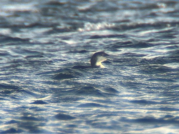 lodowiec  - Sławomir Karpicki