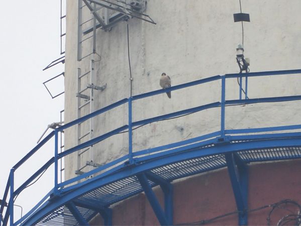 sokół wędrowny  - Sławomir Karpicki