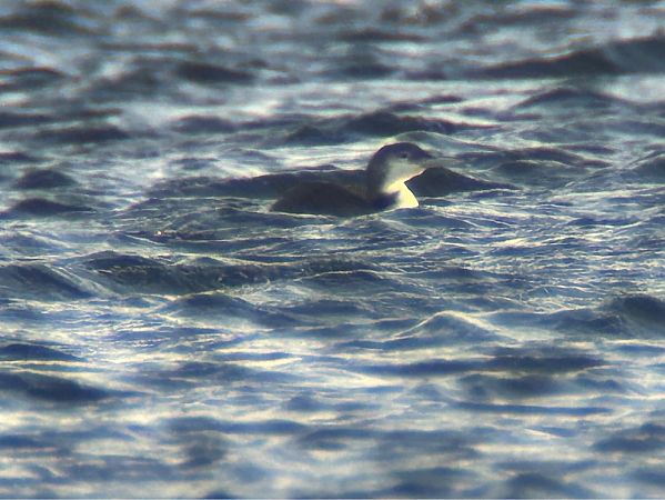 Plongeon imbrin  - Sławomir Karpicki