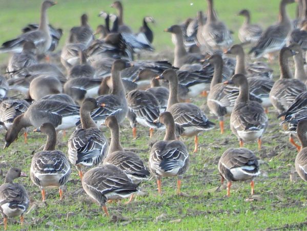 bernikla białolica  - Sławomir Karpicki
