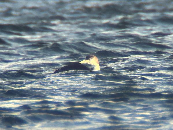 Plongeon imbrin  - Sławomir Karpicki