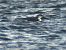 Common Loon  - Sławomir Karpicki