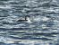 Common Loon  - Sławomir Karpicki