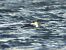 Common Loon  - Sławomir Karpicki