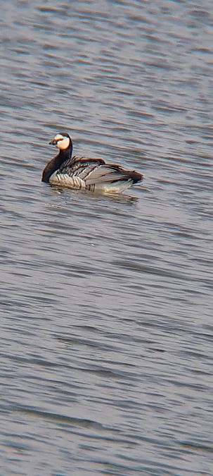 Bernache nonnette  - Jordi Casanovas Puigjané