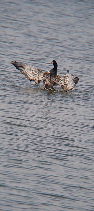 Oca de galta blanca  - Jordi Casanovas Puigjané