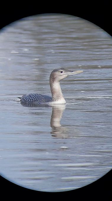 Plongeon à bec blanc  - Ewa Nalepa