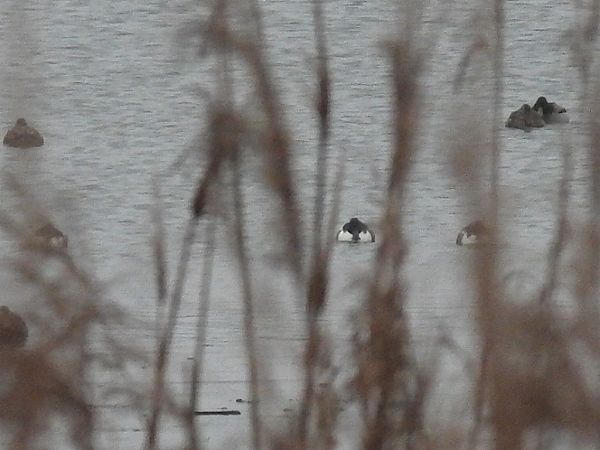 Canard souchet  - Kacper Mikulski
