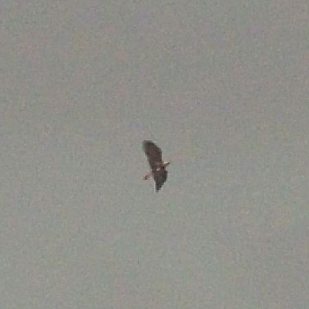 Aigle impérial  - Jean-Philippe Couasné