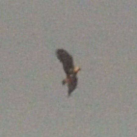 Aigle impérial  - Jean-Philippe Couasné