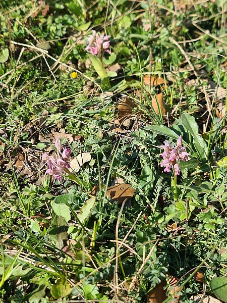 Neotinea lactea  - Christian Fleury