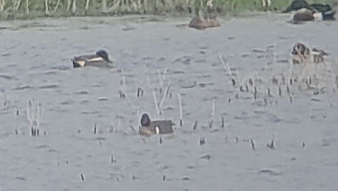 Sarcelle à ailes vertes  - Jean Pierre Marie