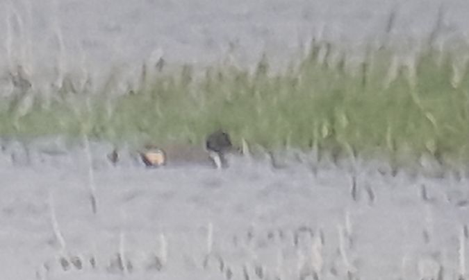 Sarcelle à ailes vertes  - Jean Pierre Marie