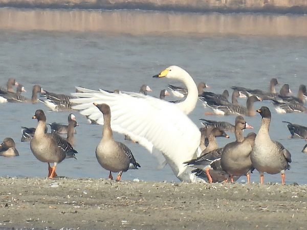 Whooper Swan  - Kacper Mikulski