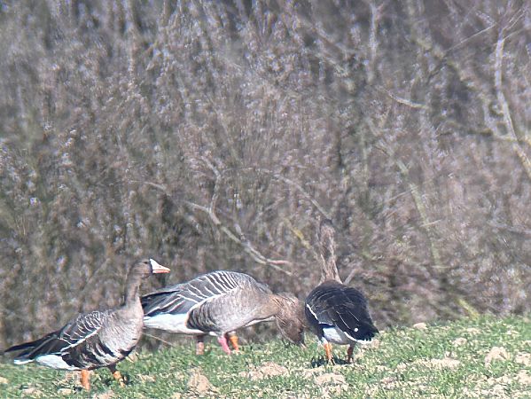 Pink-footed Goose  - Sławomir Karpicki