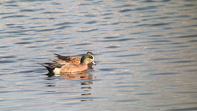 Canard à front blanc  - Antoine Lucas